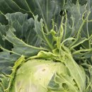 농장이야기 이미지