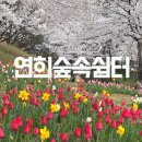주정차단속-66 | 연희숲속쉼터 튤립 실시간 주차팁 개화 사진 포인트