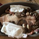 도그파파안 이미지