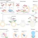 Autophagy genes in biology and disease 이미지