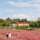 희망의 꽃밭에서 | [여행] 조선시대 나루터가 꽃밭으로! 평택 바람새마을 가을 인생샷 명소 &amp; 체험 완벽 가이드