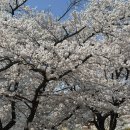 주정차-18 | SK인천석유화학 벚꽃동산 첫날 방문 후기(주차, 벚꽃 현황)