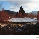 산수유피는마을 이미지