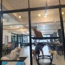 퍼펫 애견카페 네이버블로그