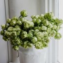 미도리(MIDORI)
