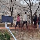 양재시민의숲역 1번출구 | [공지] 양재천 벚꽃축제 현장, 지금 상태 (주말 방문 후기)