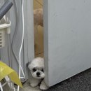 쁘띠애견