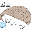유일앤펫