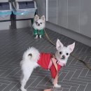 귀욤하개 이미지