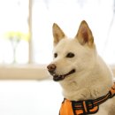 뉴데이 반려견 미용실 | [슬로하:분당점] 반려견 아로마 테라피 후기