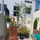 낭월동제2경로당 | 대전브런치 낭월동카페 플랜트비에서 플랜트라코코 먹고 왔어요