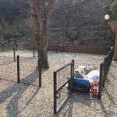 여주 캠핑주막 진돗개 동반으로 다녀왔어요