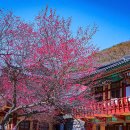 창원 인곡리 모과나무 | 창원 의림사 홍매화