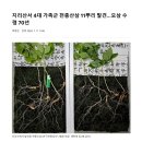 지리산 천종산삼 이미지