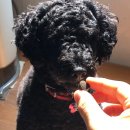 해피포우 | 강아지 아토피 고민 끝! 해피포우 강아지영양제로 피부개선 후기