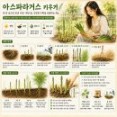 아스파라거스 키우기, 집에서도 수확 가능한 건강 채소 재배법 정리