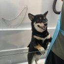 샤워하시개 이미지