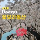 시청별관앞 꽃보라동산 | 대구 꽃보라동산 벚꽃 실시간 개화상황 데이트명소 포토존