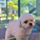 제주 애견 아가야 이미지