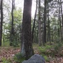 소호 숲 이미지