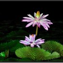 매직플라워 - 아산시 읍내남길 12 | 매직플라워