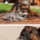 개와고양이 이미지
