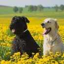 봄강아지 이미지