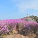 (산행.트레킹) 대구(달성) 비슬산 참꽃 축제(4월15일~4월16일) 이미지