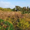 안성리-2 이미지