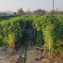 장미농원 이미지