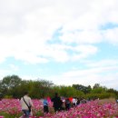 하늘공원 이미지