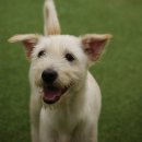 엘동물의료센터 이미지