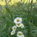 작은꽃지천 이미지