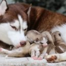 그루밍포유 이미지