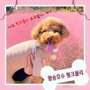 핑크애견 | 왕송호수 핑크뮬리 의왕 애견동반 나들이 다녀온 후기