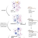 Cellular Senescence in Brain Aging 이미지