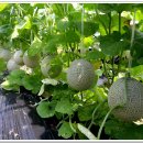 금지면 용전마을 이미지