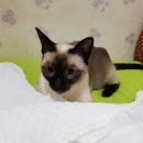 아리위드 이미지