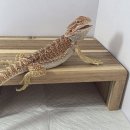 우드원 | [파츄일기]도마뱀사육장 꾸미기🦎 우드원 은신처로 완성한 자연 감성 (도마뱀용품, 도마뱀은신처)