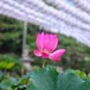 템플라도 | 서울 절 봉은사 연꽃축제 전국유명사찰 강남 코엑스몰 근처 가볼만한곳