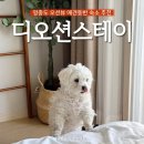 영종 스테이 호텔(영종 Stay Hotel) | [숙소] '디오션스테이' 영종도 애견동반 오션뷰 숙소 추천