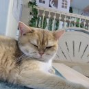 천안농업협동조합 | [천안 두정동] 야옹이네 고양이카페 이용 후기