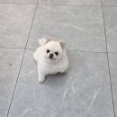 하일동물병원 네이버블로그