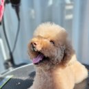 유폴 24시 애견셀프목욕 원주점 이미지