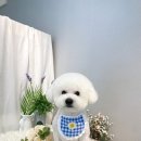 러브펫살롱 이미지