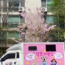 그루밍 멍 | [멍즈니랜드] 부산,울산,대구대형견 미용&amp;목욕 출장으로 다해주는대형견 전문 이동 출장 목욕&amp;미용❤️
