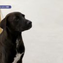 빼로(perro) 이미지
