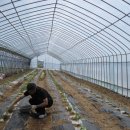 음성농장 이미지