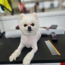 땡자네 묭실 이미지