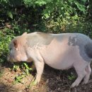 죽화초등학교 이미지